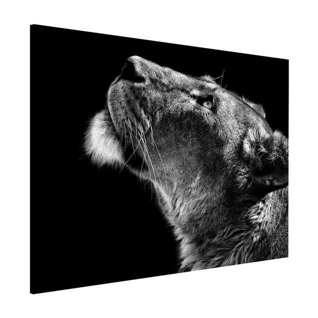 Wanddeko Flur Portrait einer Löwin