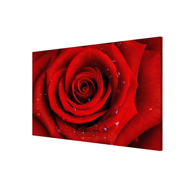 Wanddeko Esszimmer Rote Rose mit Wassertropfen