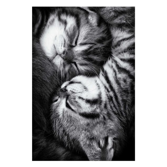 Wanddeko schwarz-weiß Zwei Kätzchen