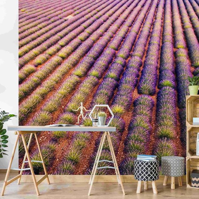 & | WALLART | Fototapete nach Vliestapete Maß Lavendelfeld Malerisches selbstklebend