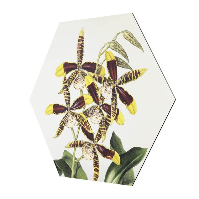 Wanddeko Büro Maxim Gauci - Orchidee II