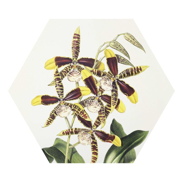 Wanddeko grün Maxim Gauci - Orchidee II