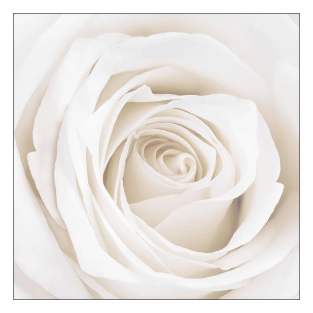Wanddeko Rose Pretty White Rose