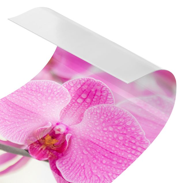 Wanddeko pink Nahaufnahme Orchidee