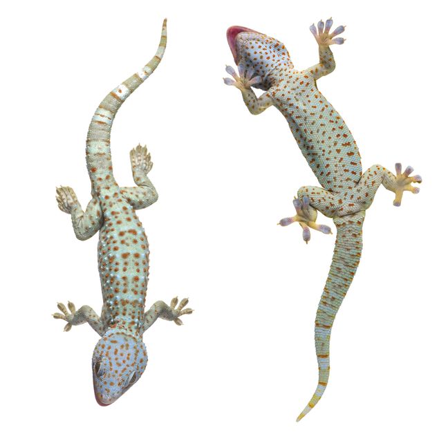 Wanddeko Flur Neugierige Geckos