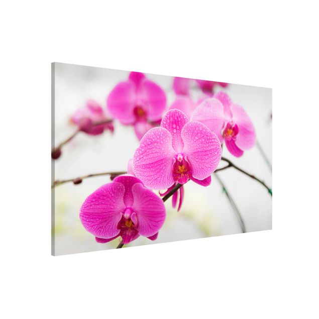 Wanddeko Esszimmer Nahaufnahme Orchidee