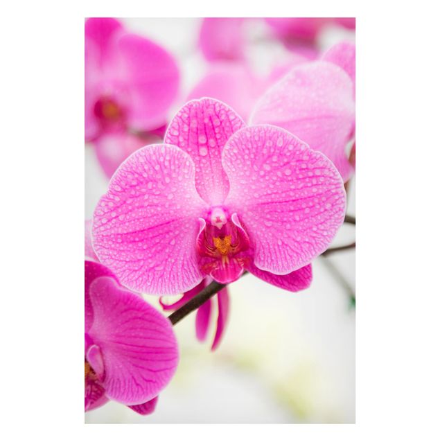 Deko Blume Nahaufnahme Orchidee