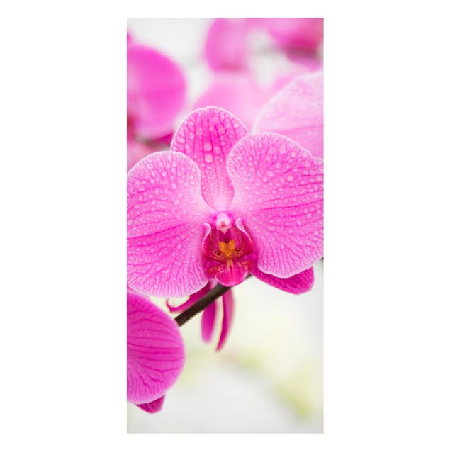 Wohndeko Blume Nahaufnahme Orchidee