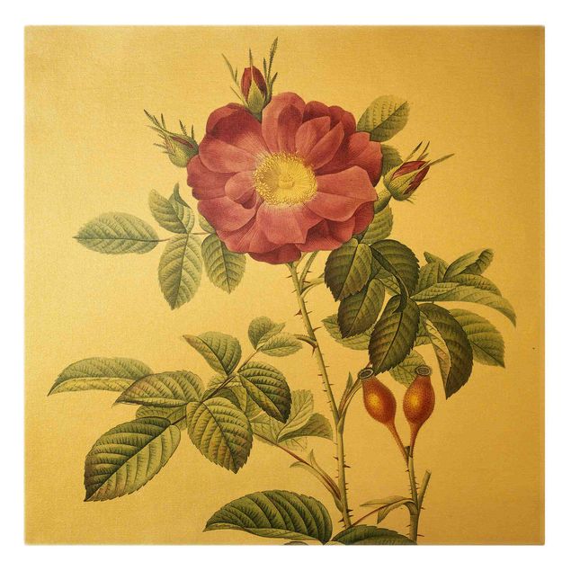 Wanddeko Blume Pierre Joseph Redouté - Portland-Rose