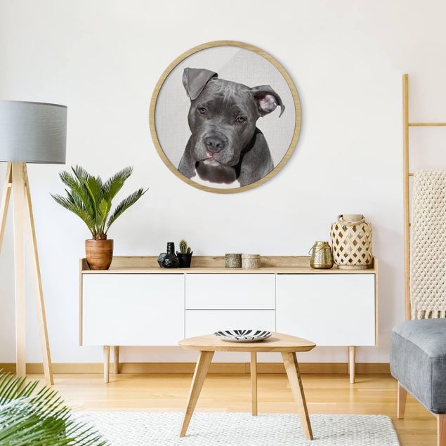 Wandbilder Hunde Pitbull Pelle
