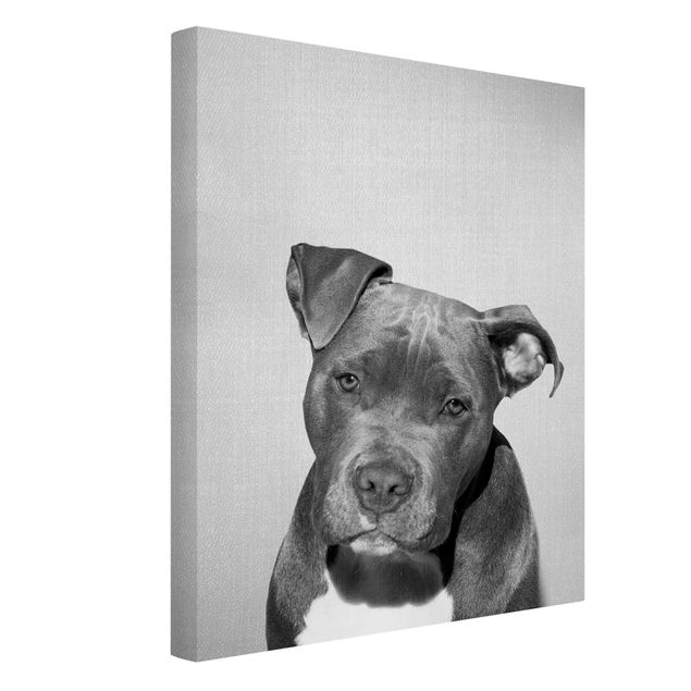 Leinwandbild Hund Pitbull Pelle Schwarz Weiß