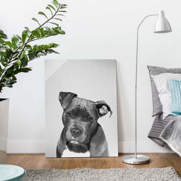 Wandbilder Hunde Pitbull Pelle Schwarz Weiß