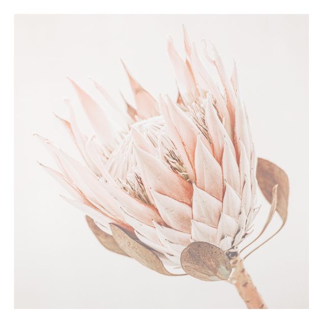 Wohndeko Blume Protea Königin der Blüten