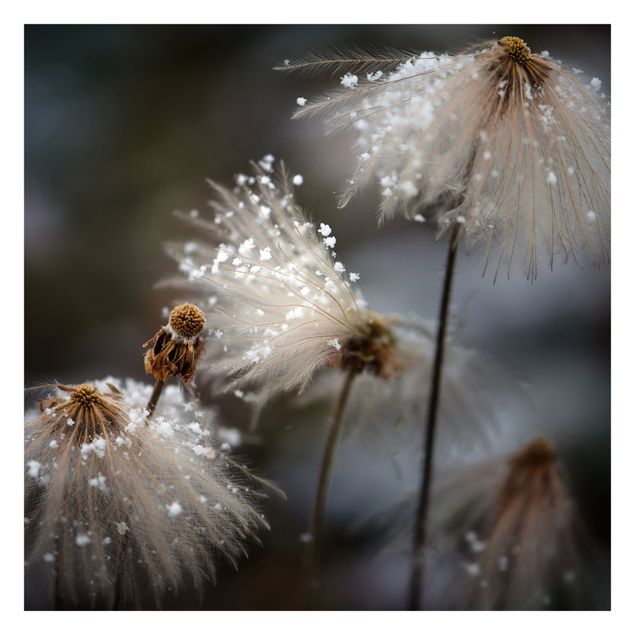 Wanddeko Flur Pusteblumen mit Schneeflocken