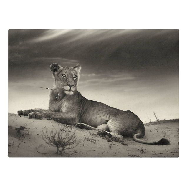 Löwe Leinwand Resting Lion