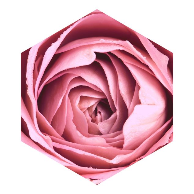 Wanddeko rosa Rosa Rosenblüte