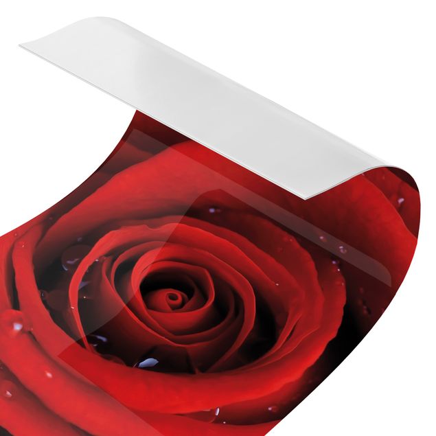 Wanddeko rot Rote Rose mit Wassertropfen