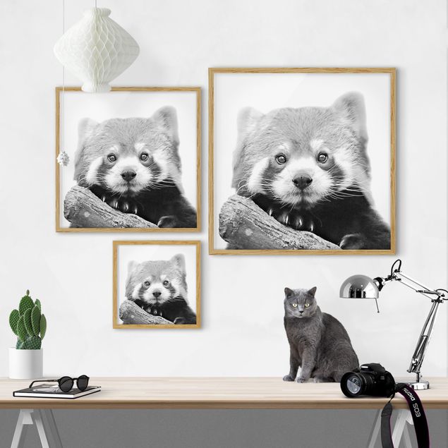 Wandbilder Pandas Roter Panda in Schwarz-weiß