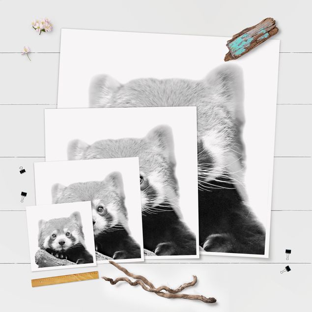 Wohndeko Fotografie Roter Panda in Schwarz-weiß