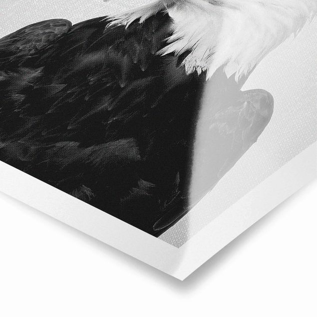Wanddeko schwarz-weiß Seeadler Sokrates Schwarz Weiß