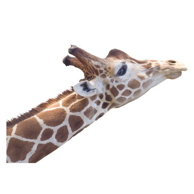 Wanddeko Büro suchende Giraffe