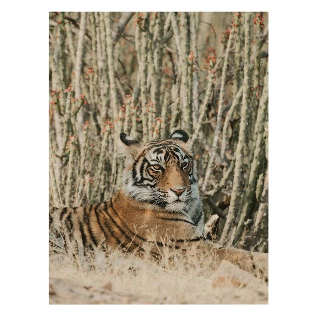 Tiger Bilder auf Leinwand Tiger vor Kakteen