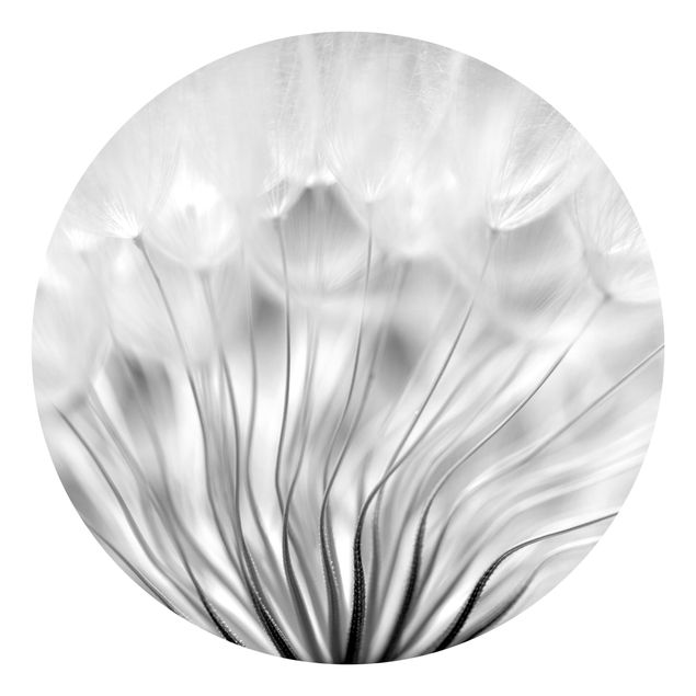 Wanddeko Flur Traumhafte Pusteblume Schwarz-Weiß