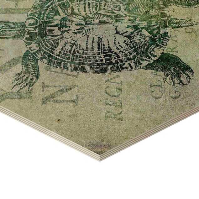 Wanddeko türkis Vintage Collage - Antike Schildkröte