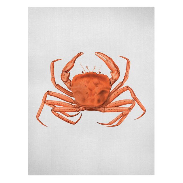 Wanddeko Flur Vintage Illustration Rote Krabbe