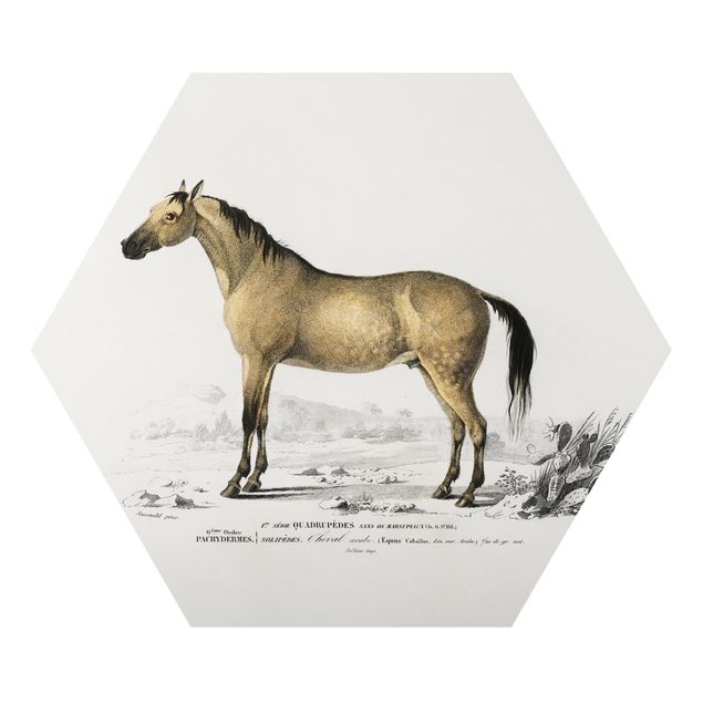 Wandbilder Pferde Vintage Lehrtafel Pferd