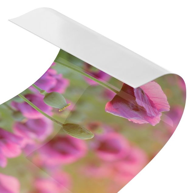 Mirau Bilder Violette Schlafmohn Blumenwiese im Frühling