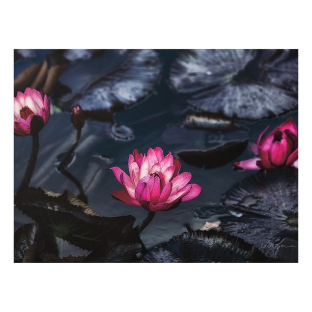 Wanddeko schwarz Wasserlilien
