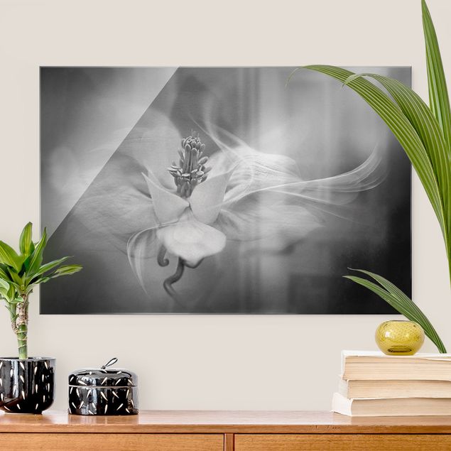 Wohndeko Blume Weiße Akelei Schwarz-Weiß