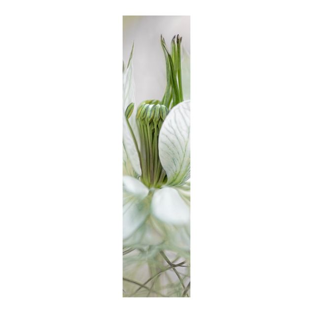 Wanddeko Botanik Weiße Nigella