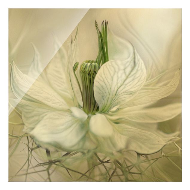 Deko Blume Weiße Nigella