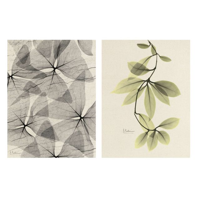 Wohndeko Pflanzen X-Ray - Dreiecksklee und Porzellanblumenblätter