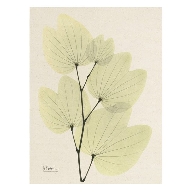 Wanddeko Gräser X-Ray - Orchideenbaumblätter
