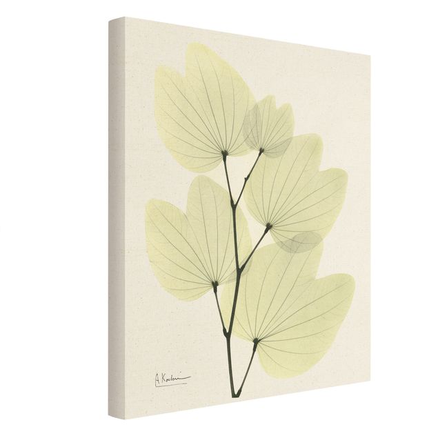 Wanddeko grün X-Ray - Orchideenbaumblätter