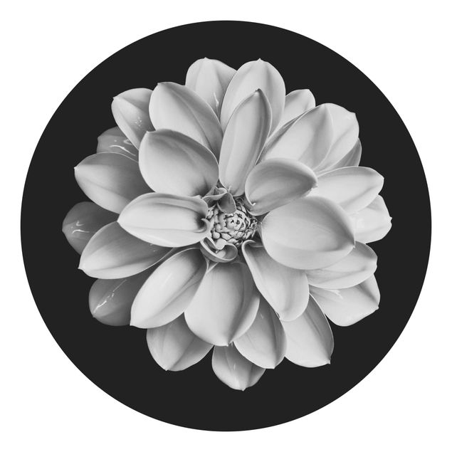 Wanddeko Blume Zarte Dahlie in Schwarz-Weiß