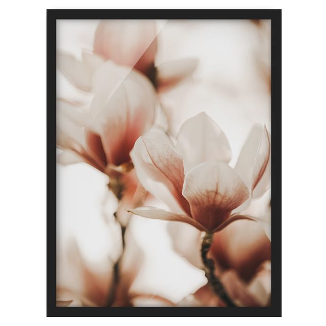 Wanddeko Flur Zarte Magnolienblüten im Lichtspiel