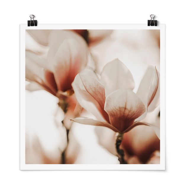 Wanddeko Esszimmer Zarte Magnolienblüten im Lichtspiel