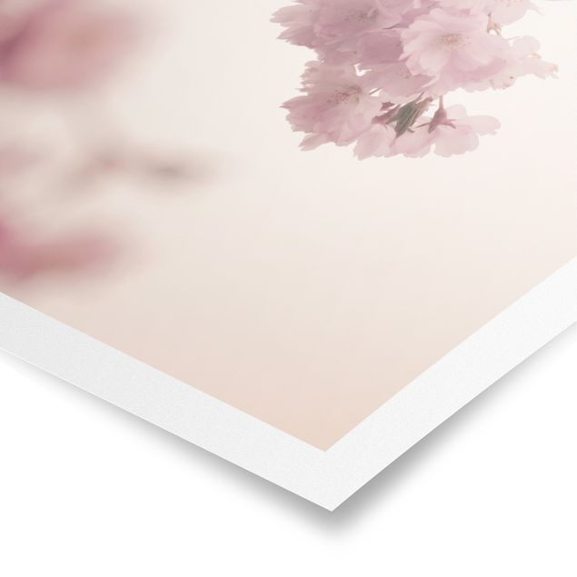 Wanddeko Büro Zartrosane Frühlingsblüte mit Bokeh