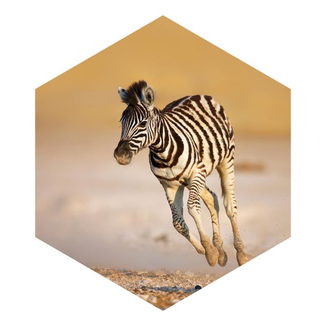 Fototapete Zebra Zebrafohlen